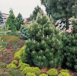 pinus compact jam